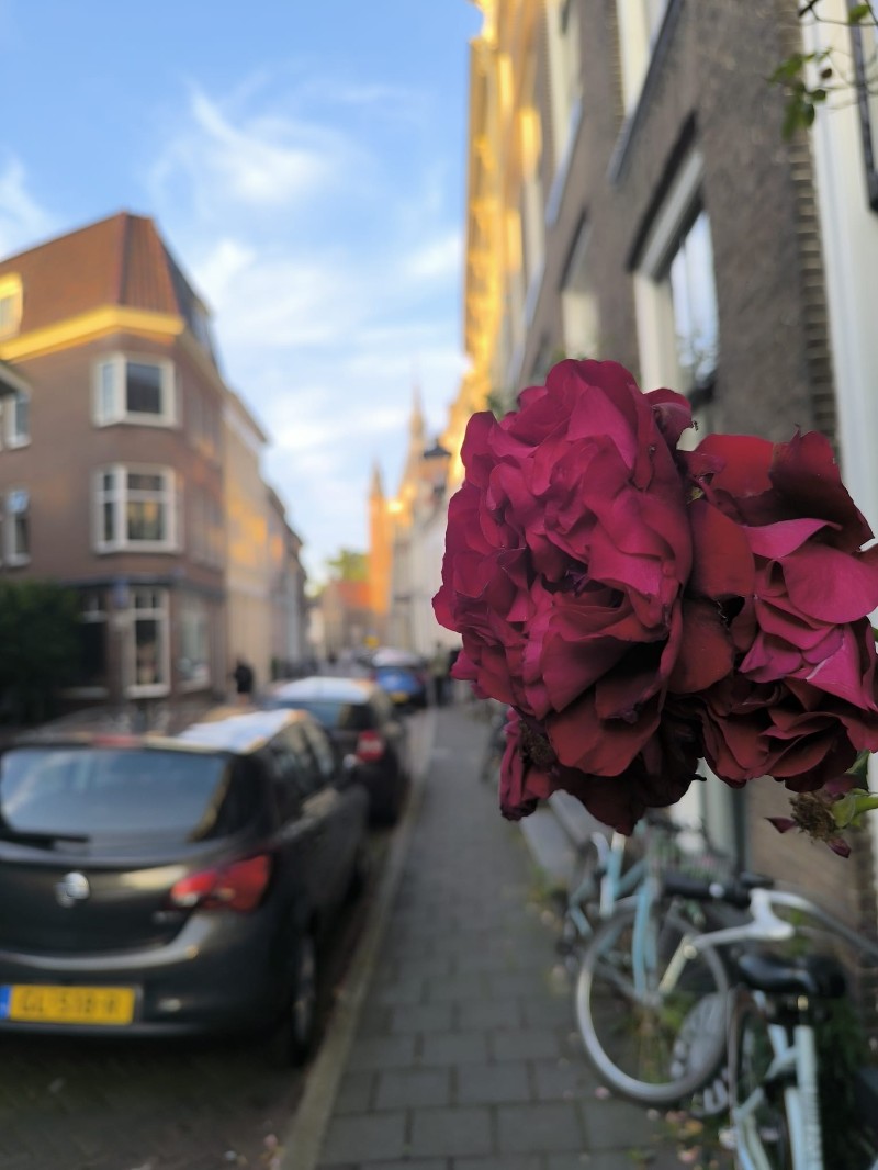 Rue d'un quartier résidentiel de Zwolle, avec une rose rouge en premier plan