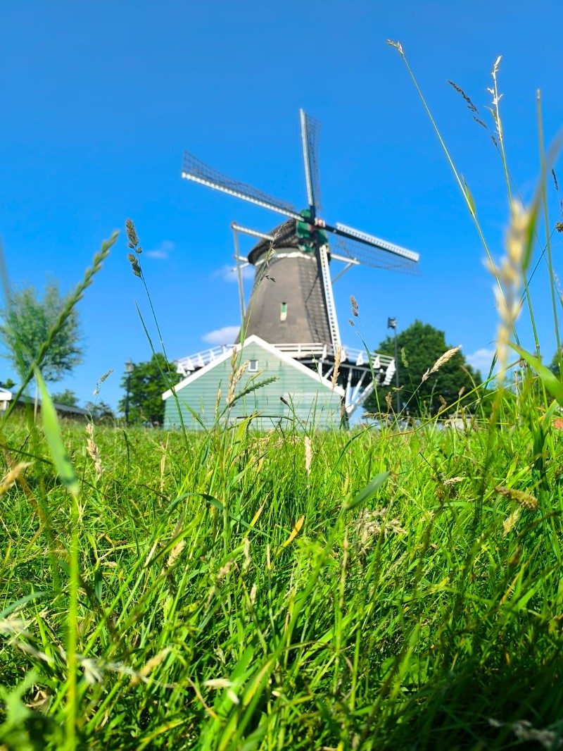Moulin de Passiebloem vu depuis une prairie à Zwolle